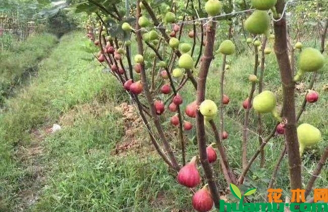 无花果
