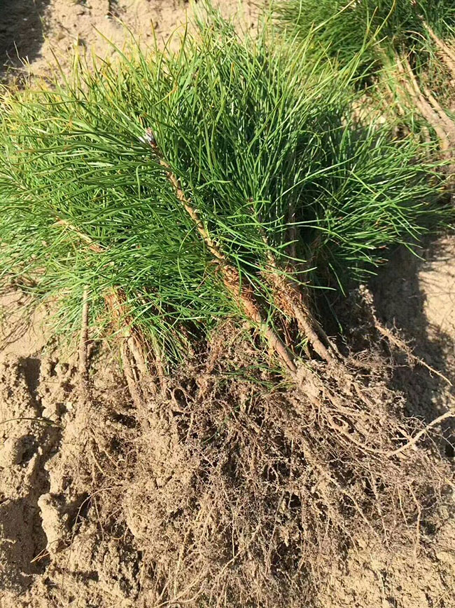 油松种植前景如何?油松种植技术