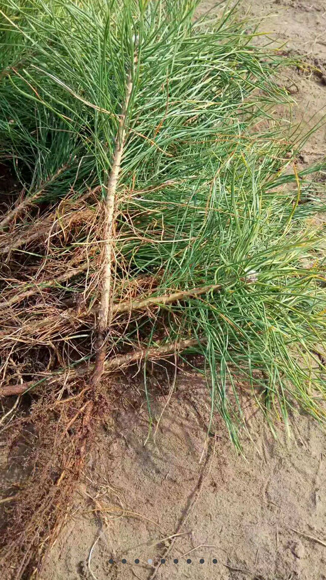油松种植前景如何?油松种植技术