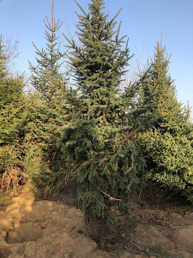种植云杉前景怎么样？2020年云杉苗木前景如何？