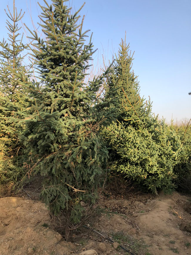 种植云杉前景怎么样？2020年云杉苗木前景如何？