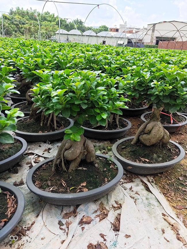 小叶榕怎么养?小叶榕种植前景如何?