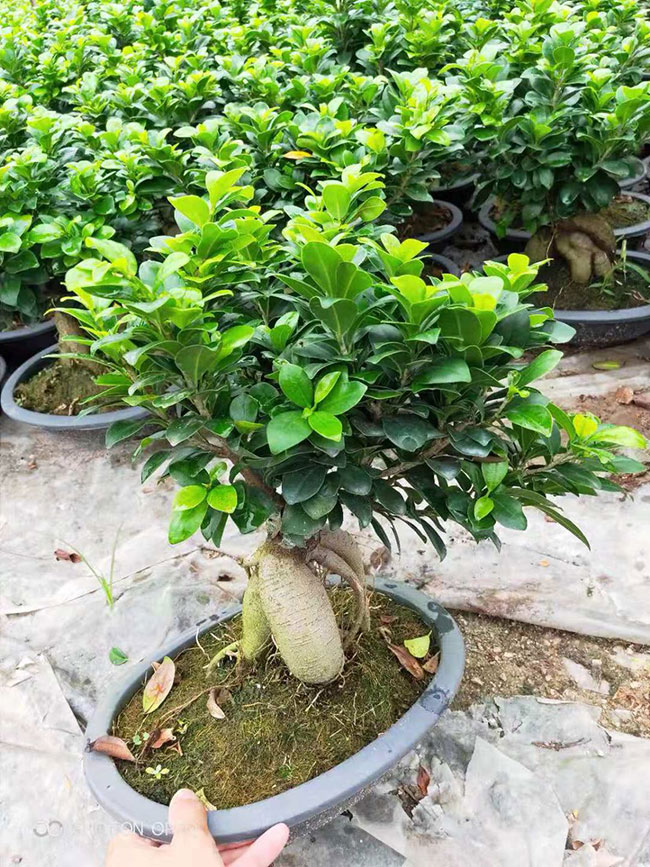小叶榕价格