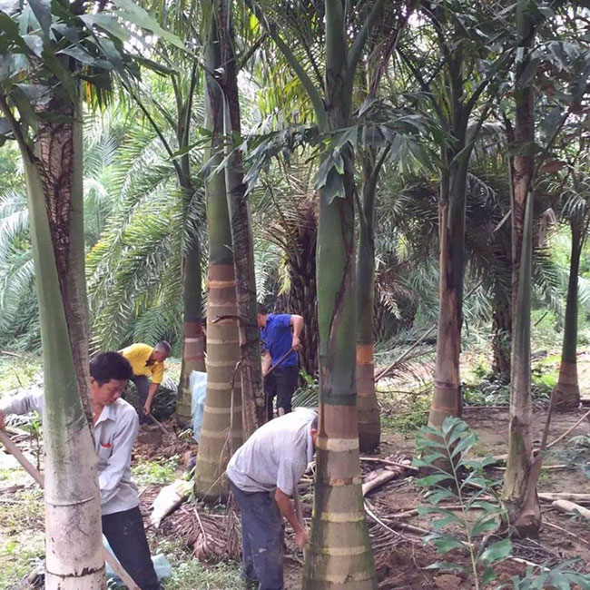 大王椰子树哪些地方可种植?种植前景怎么样?