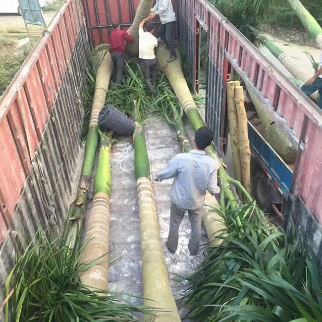 大王椰子树