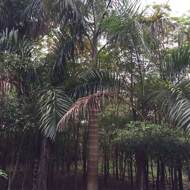 大王椰子树