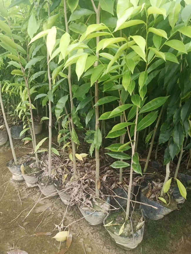 沉香树种植前景如何?种植沉香树真有那么赚钱吗?