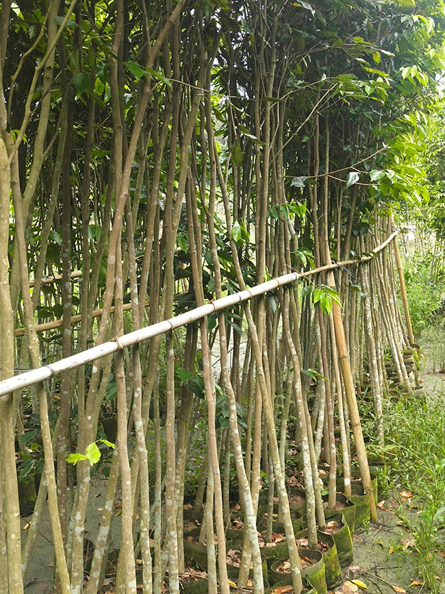 沉香树种植前景如何?种植沉香树真有那么赚钱吗?