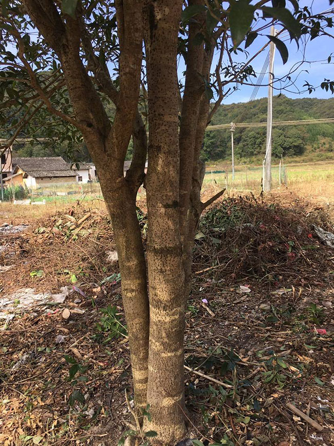 桂木树有什么用途?白桂木种植技术