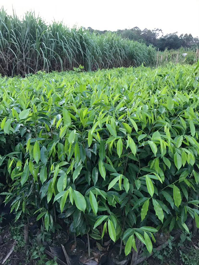 沉香树种植前景如何?种植沉香树真有那么赚钱吗?