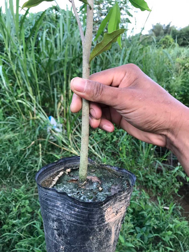沉香树种植前景如何?种植沉香树真有那么赚钱吗?