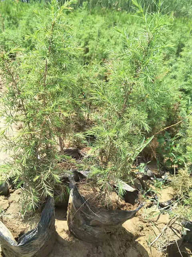 杜松有什么用?杜松种植技术