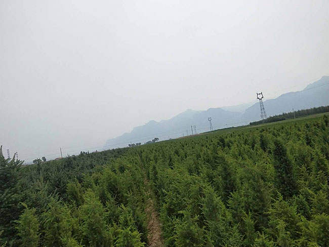 杜松g