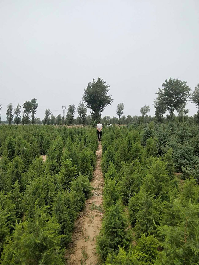 杜松