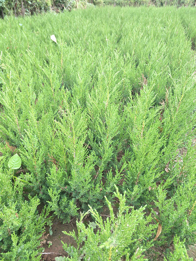 龙柏球种植前景好吗?龙柏树适合种植在哪?