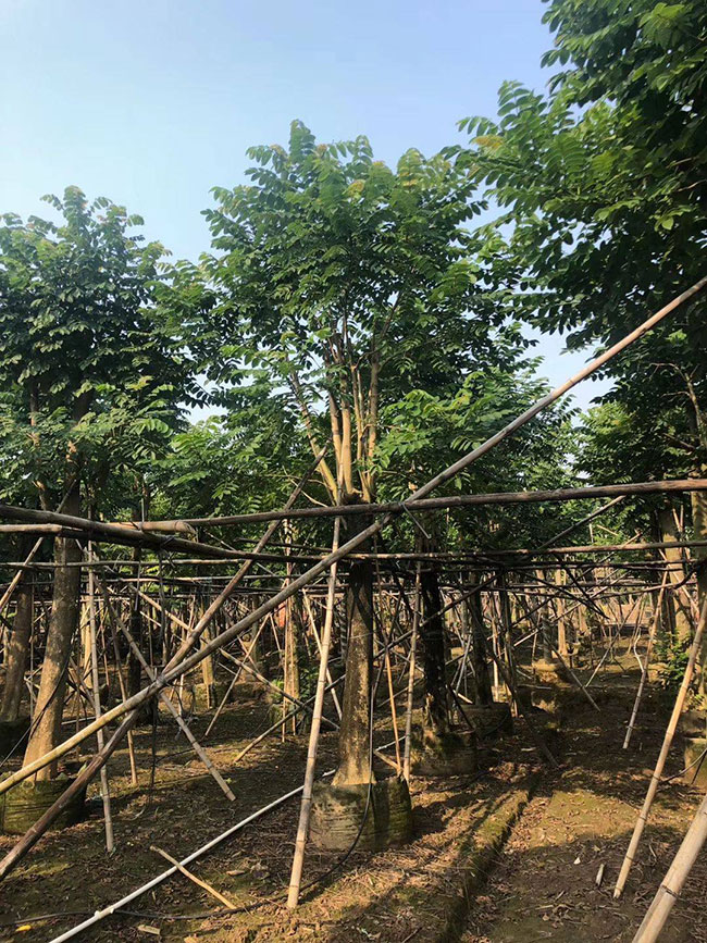 火焰木种植前景怎么样?火焰木的种植方法