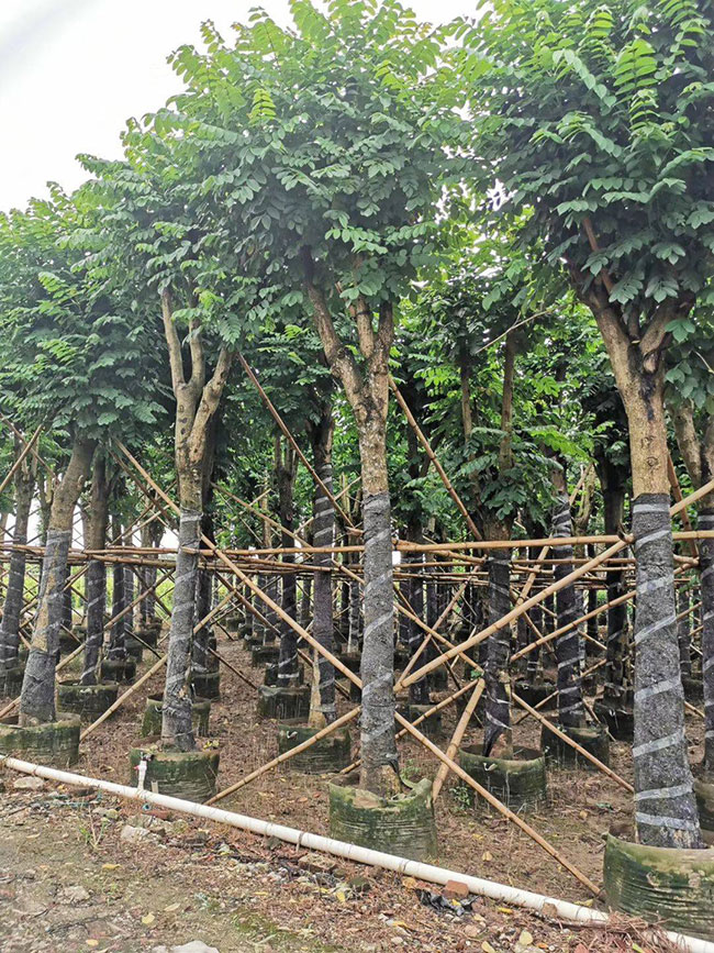 火焰木种植前景怎么样?火焰木的种植方法