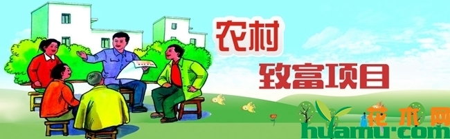 农村致富种植什么好？