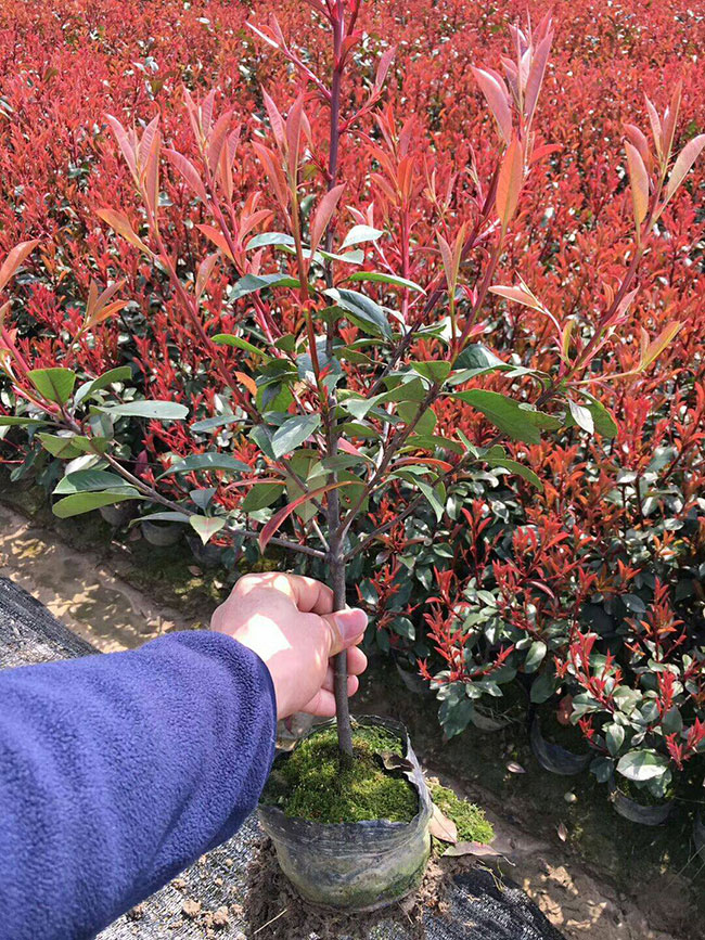 石楠有几个品种?2020年石楠种植前景好吗?