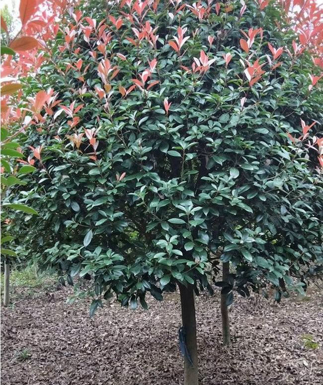 石楠有几个品种?2020年石楠种植前景好吗?
