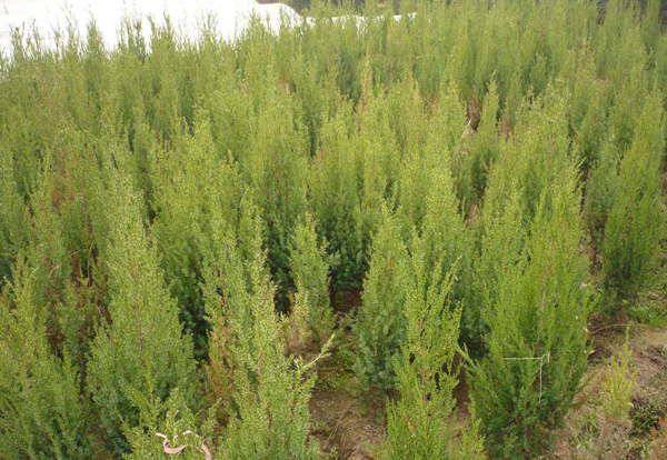 现在塔柏种植前景怎么样？塔柏种在哪里合适？
