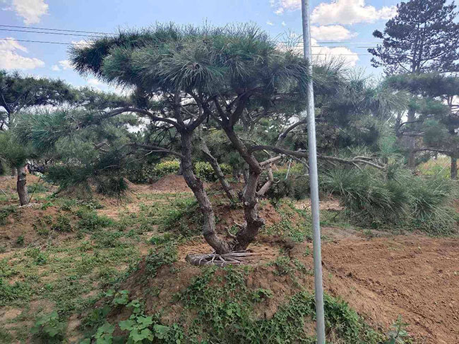 种植黑松前景怎样?2020年黑松种植发展前景