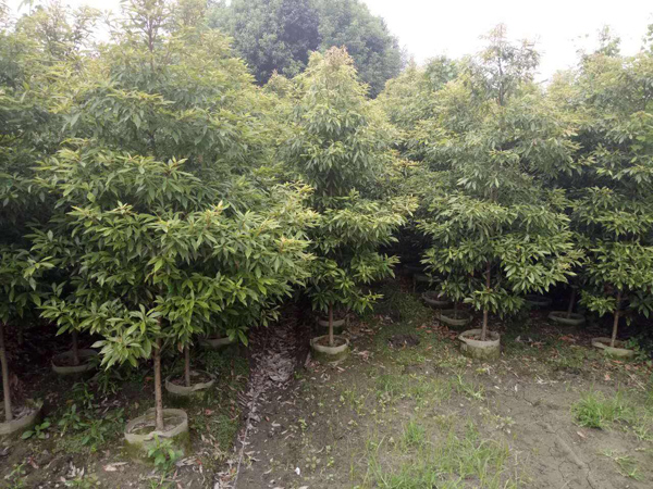 金丝楠