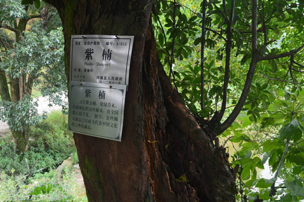 金丝楠