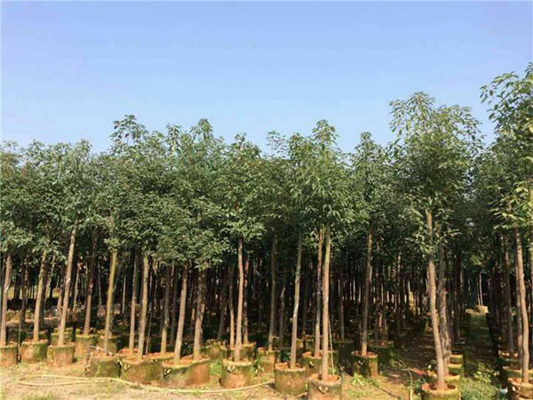 香樟树