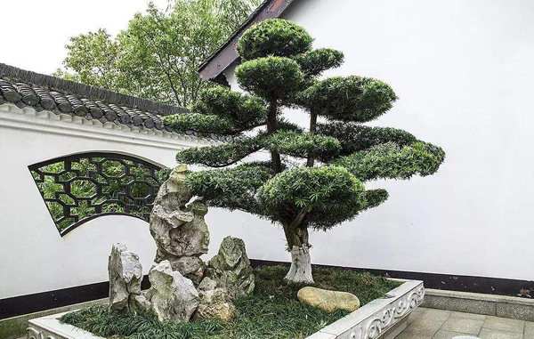 罗汉松