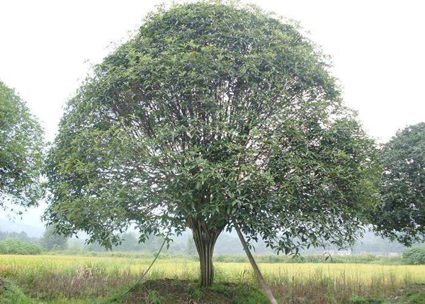 种植桂花树还有前景吗？2020年桂花树种植前景效益
