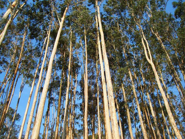 桉树种植前景怎么样？2020年桉树种植效益分析