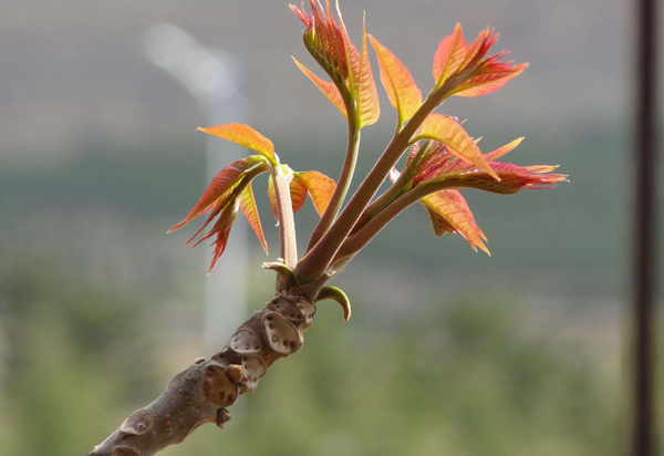 2020年香椿种植前景怎样？香椿种植经济效益分析