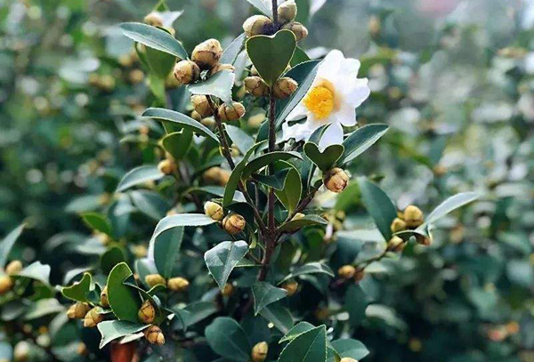 油茶种植前景如何？种植一亩油茶一年赚多少？