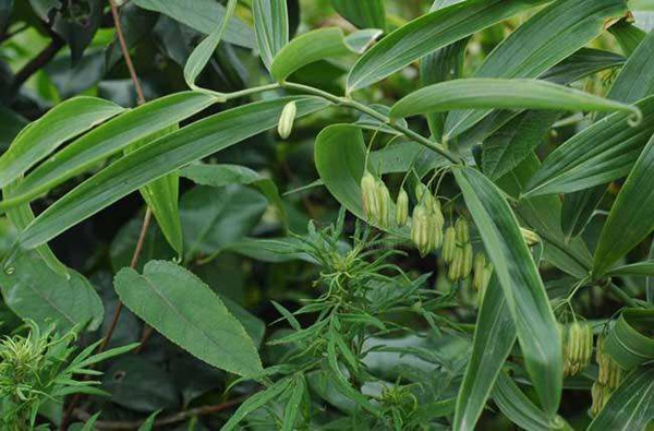 2020年种植黄精前景如何？种植黄精有风险吗？