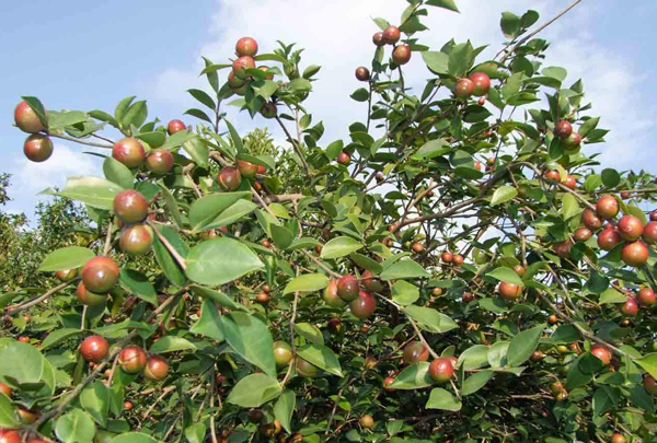 油茶