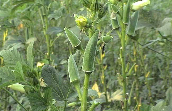 种植秋葵前景如何？2020年种植秋葵赚钱吗？