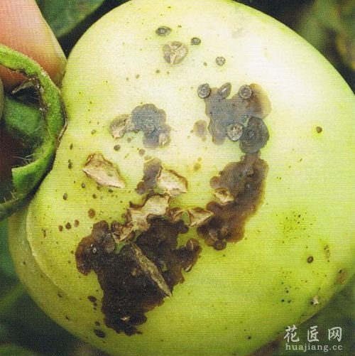 番茄溃疡病发病原因以及防治方法