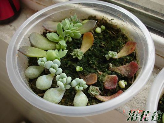多肉叶片繁殖（详细）