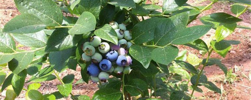 2022年种植蓝莓还行吗