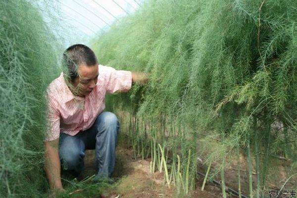 2020年芦笋种植前景怎么样？芦笋种植前景与效益分析