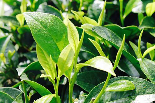 茶叶种植前景如何?哪个品种茶叶种植前景好?
