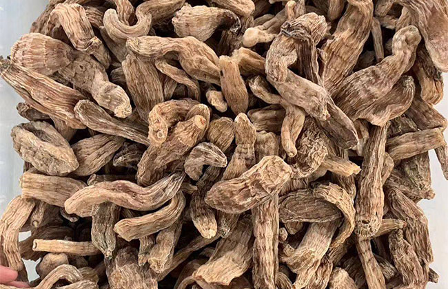 天麻的种植前景怎么样?2020年天麻的种植前景介绍