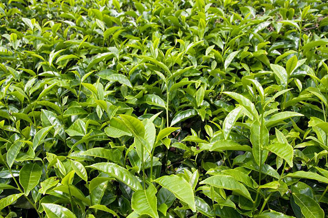 茶树苗