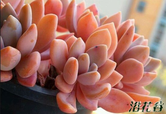 美人多肉植物的常见品种