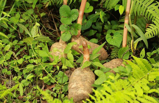 天麻的种植前景怎么样?2020年天麻的种植前景介绍