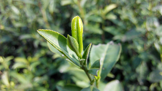 茶树苗