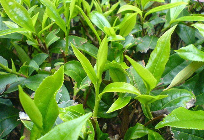 茶树苗