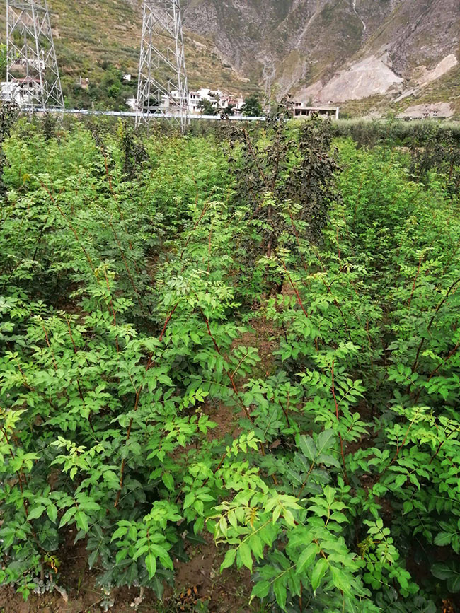 花椒种植前景如何?现在种植花椒赚钱吗?