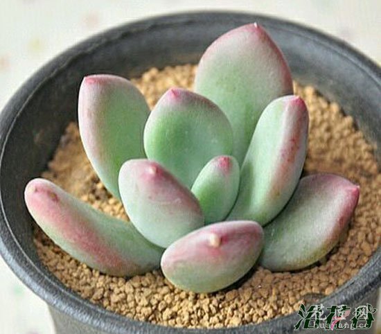 美人多肉植物的常见品种